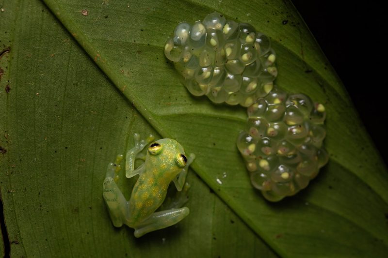 glass frog and spawn