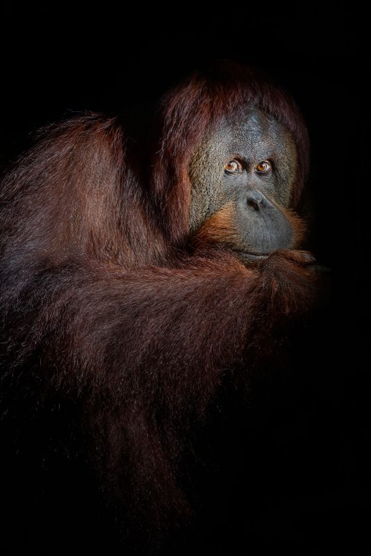 photographing orangutans