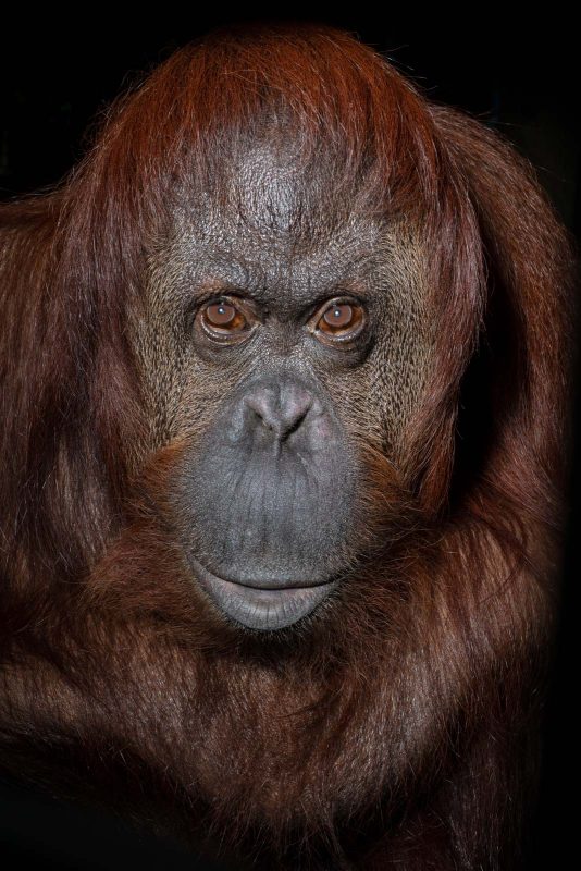 orangutan conservation through photography