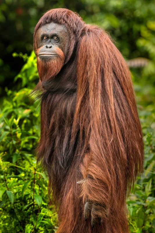 orangutan rescue and rehabilitation borneo