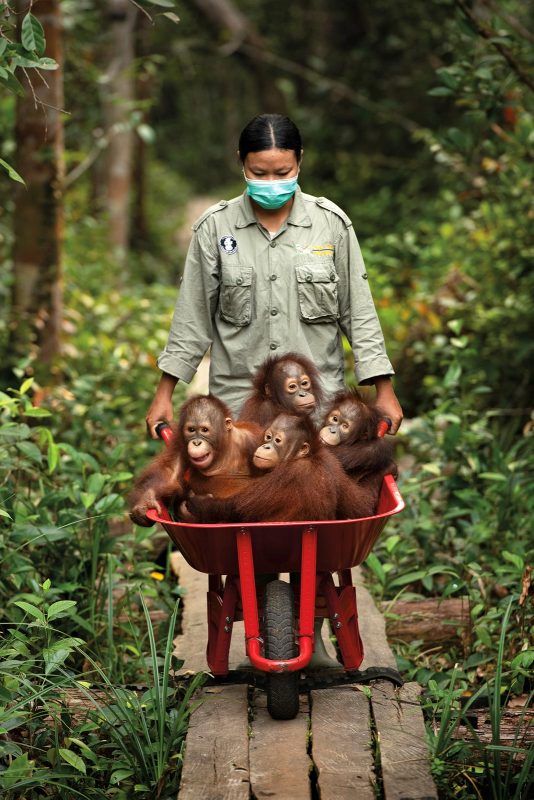 orangutan reduce borneo