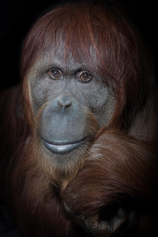 orangutan photography portrait
