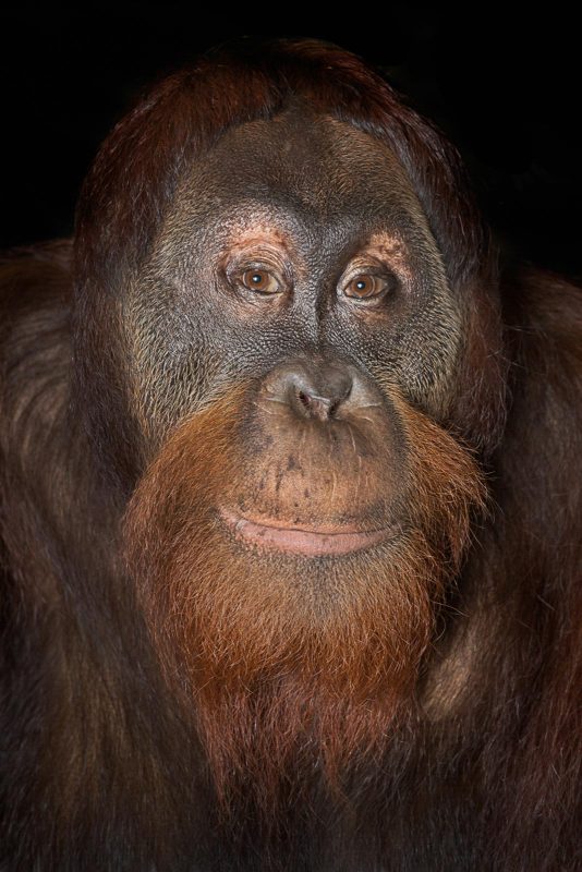 how to photograph orangutans