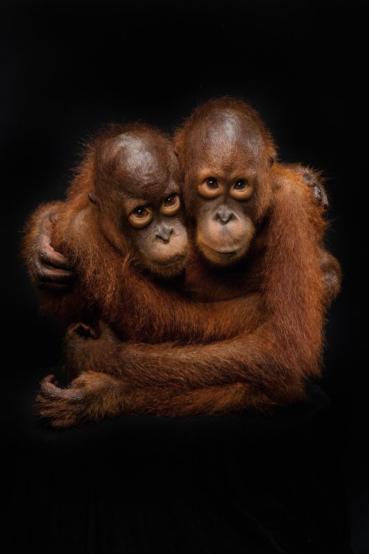 young orangutan pair