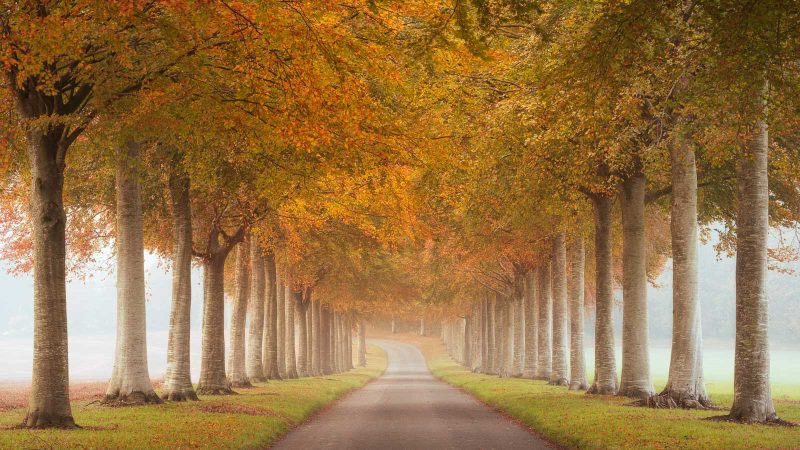 how to photograph tree avenues