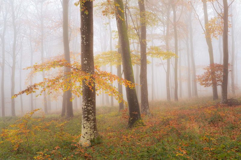 How to photograph misty woodlands