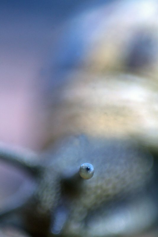 snail photography tips