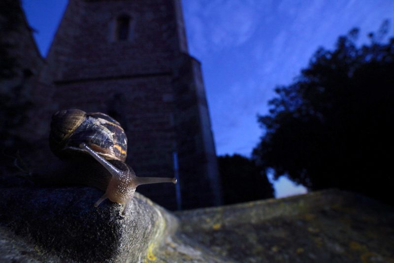 photographing wildlife in church and graveyards