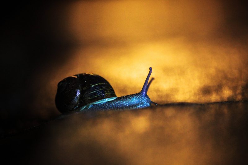photographing urban snails