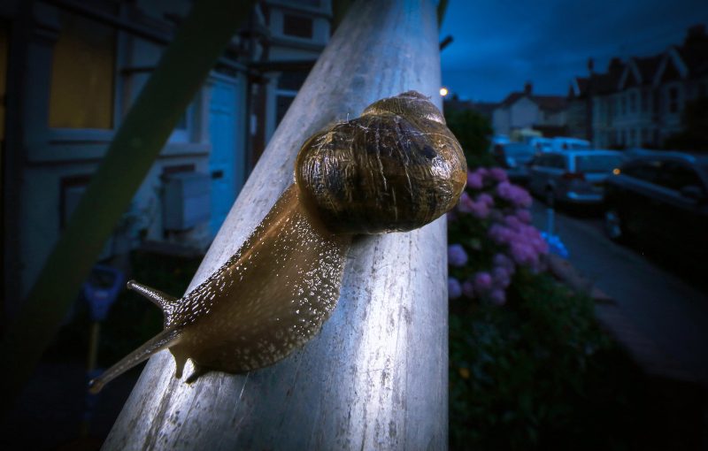 how to photograph snails