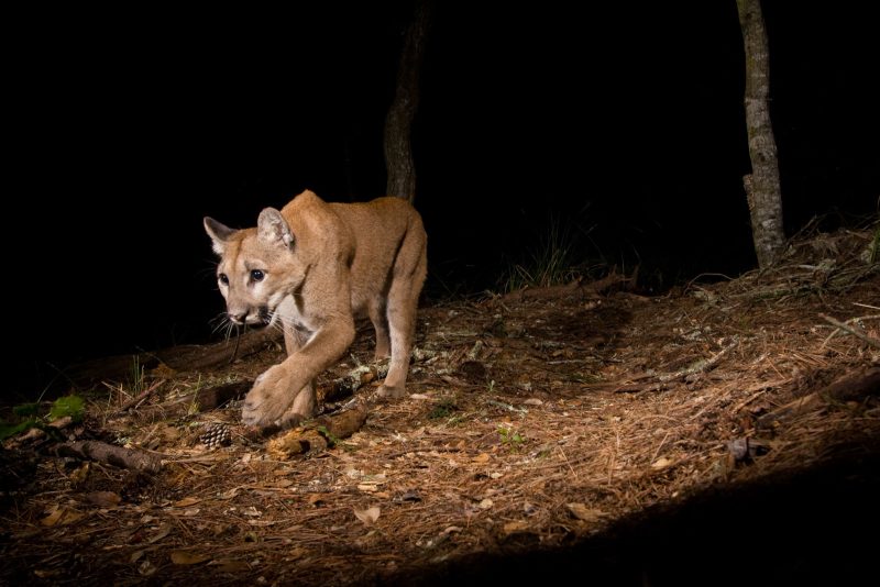 mountain lion camera trap image
