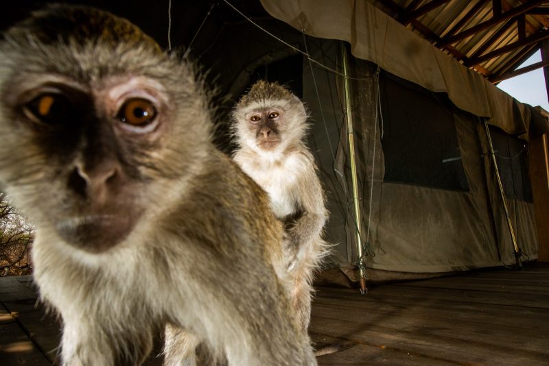 vervet monkey camera trap image