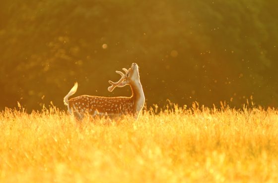 photographing deer in Yorkshire