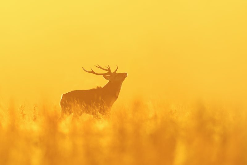 stag deer in Yorkshire photography tips and locations