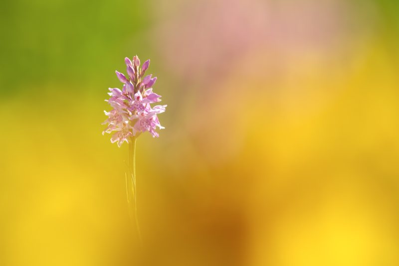 how to photograph orchids
