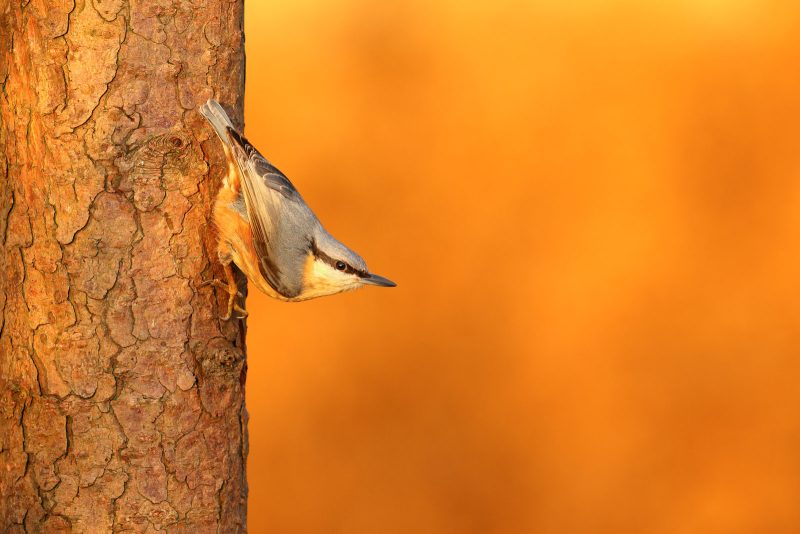 how to photograph nuthatch birds