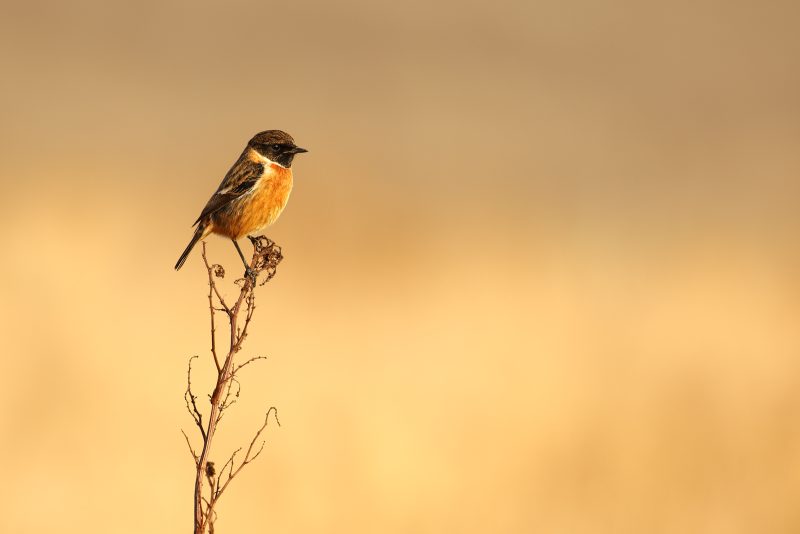 photographing stonechats