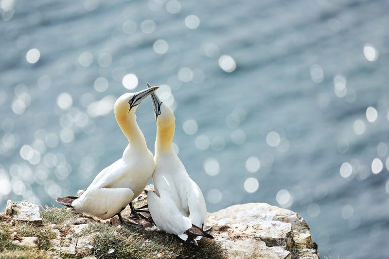 gannet photography tips