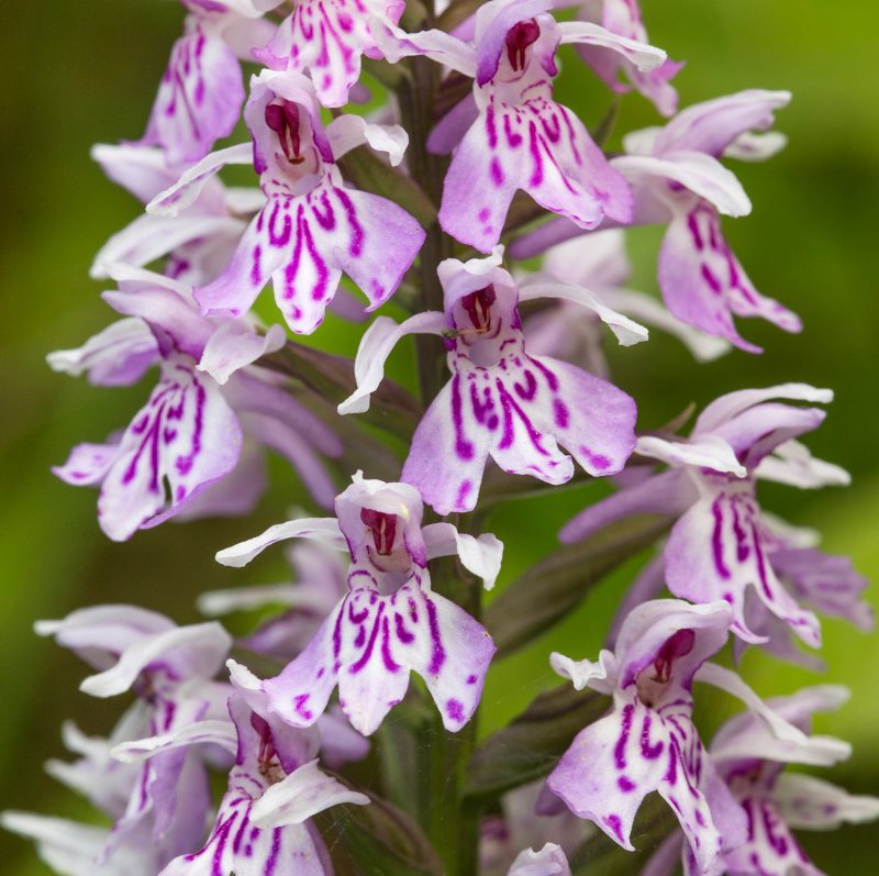 Spotted orchid flower photography