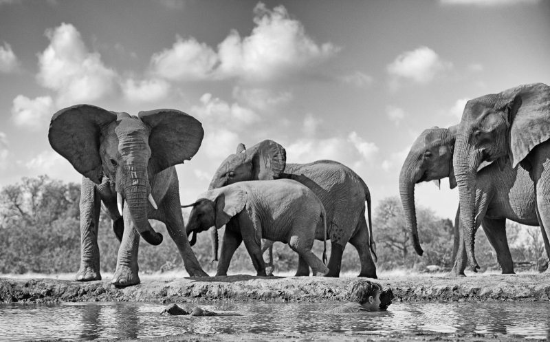 elephants by a watering hole Africa Kenya Greg du Toit