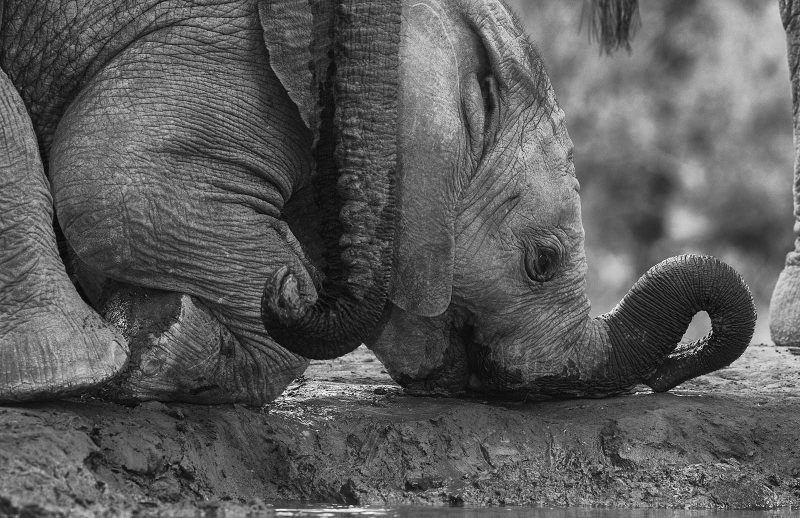 Baby elephant photography black and white