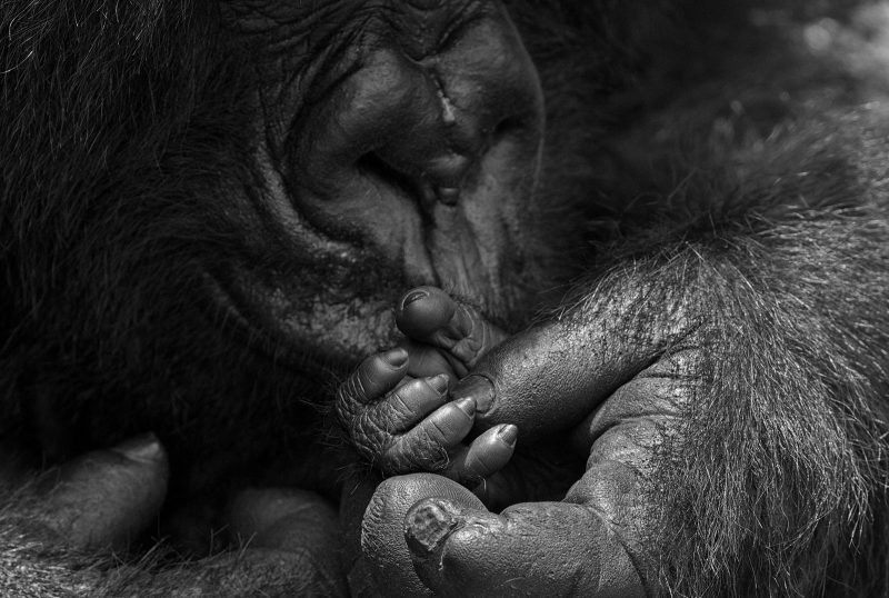 gorilla holding baby gorilla hand