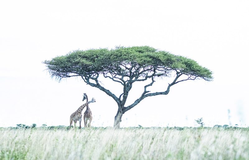 Giraffes Africa Safari Greg du Toit