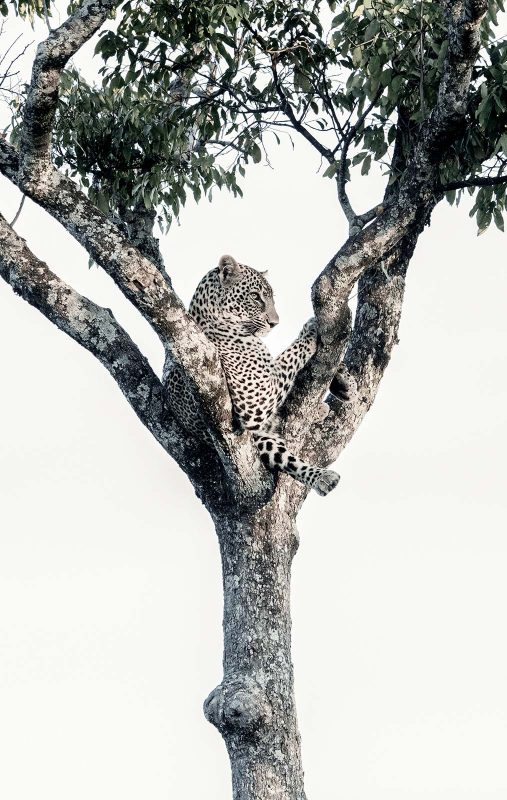Leopard in a tree Greg du Toit
