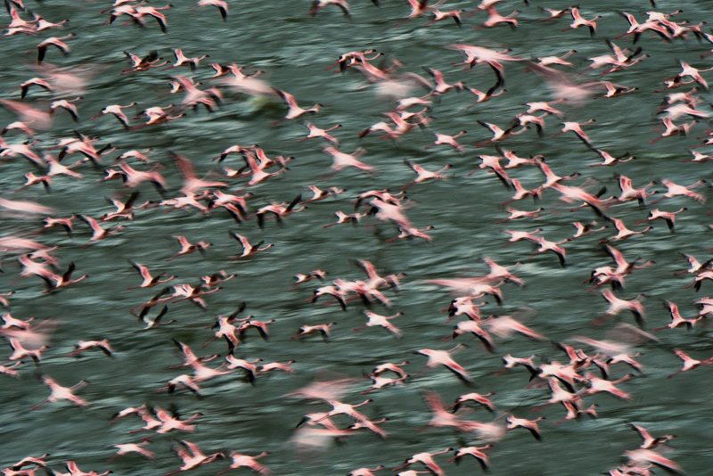 flying flamingos greg du Toit photography