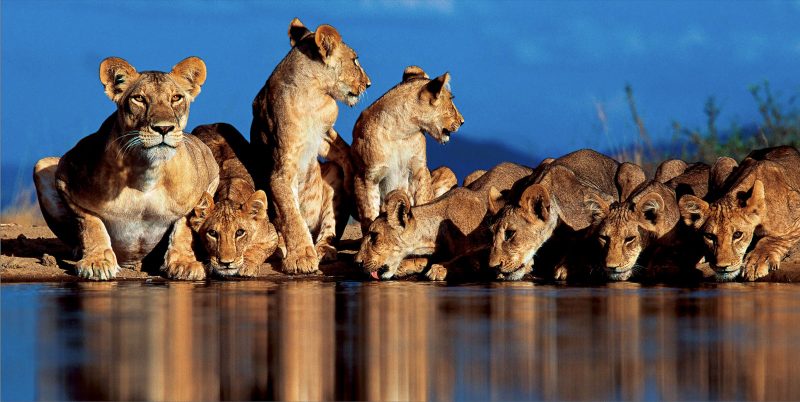 lions drinking at watering hole Kenya Greg du Toit