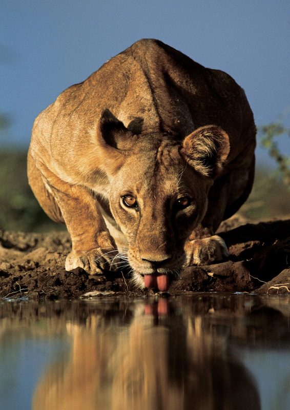 water hole photograph lioness greg du Toit