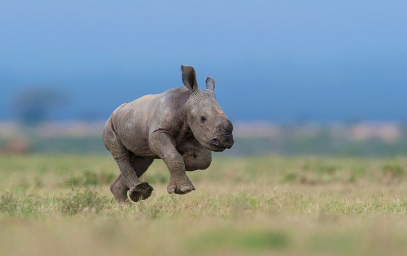 Baby rhino running