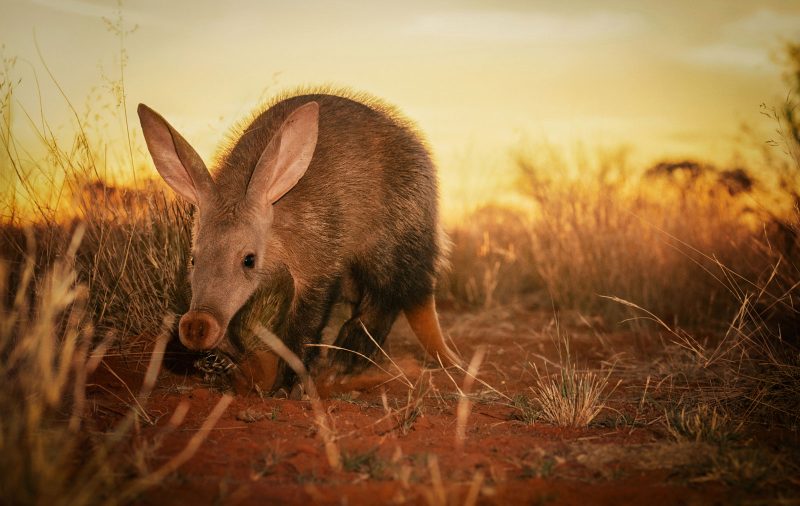 Aardvark photograph