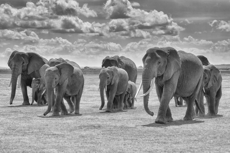 Elephant herd black and white photograph