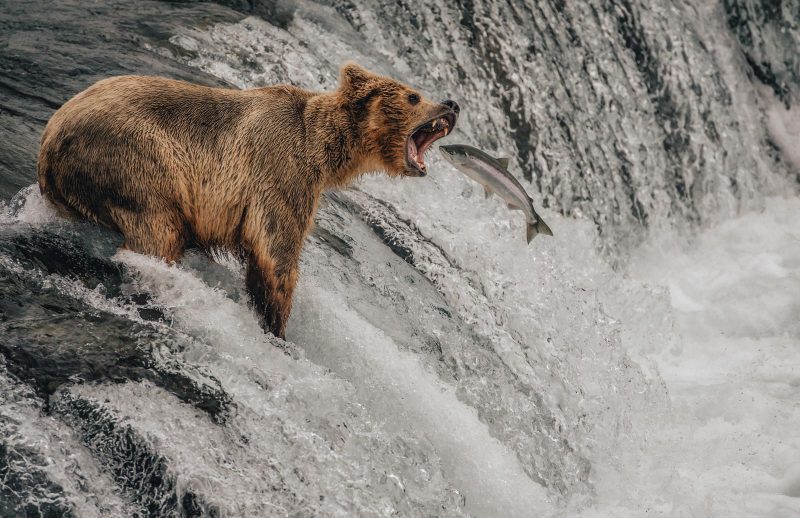 bear catching salmon photograph Aaron baggenstos
