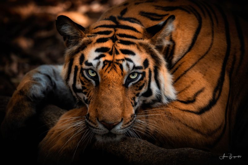 photographing tigers in India