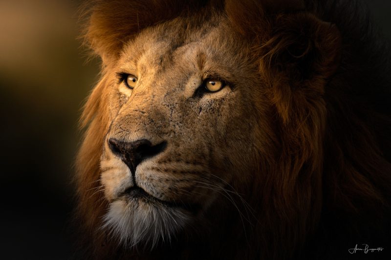 Aaron Baggenstos lion photograph wildlife portrait