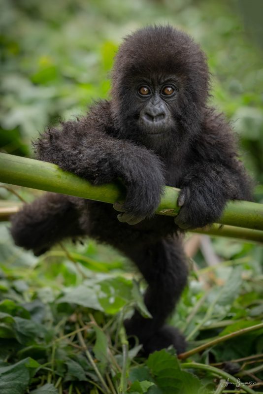 baby gorilla portrait
