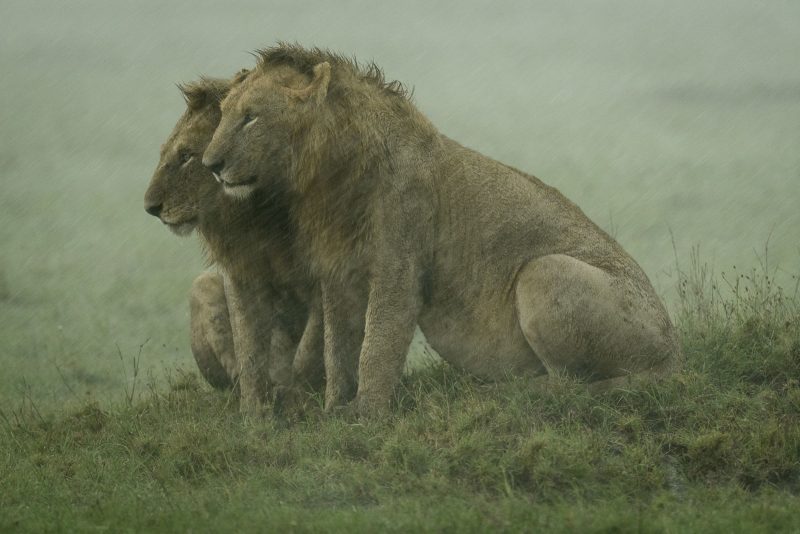 lions sitting in rain Kenya wildlife safari