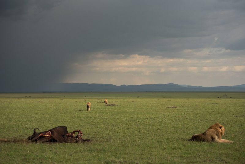 safari in Maasai mara kenya