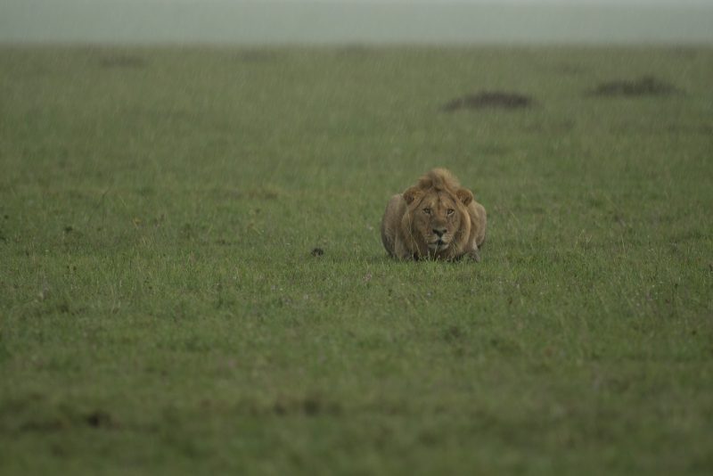 lion in rain Kenya