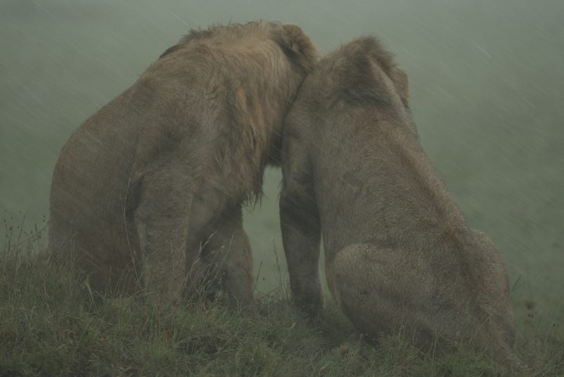 lions nuzzling in rain Kenya wildlife safari
