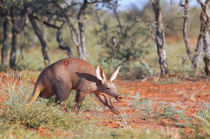 photographing aardvark