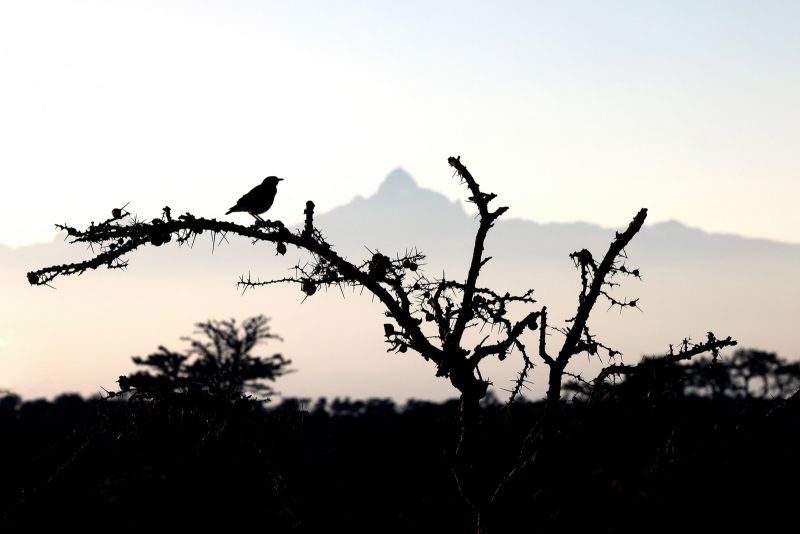 starling with mount Kenya in background