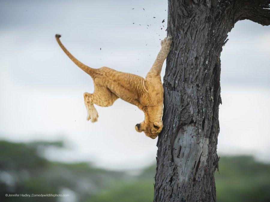 Winners of Comedy Wildlife Photography Awards 2022 Announced - Nature TTL