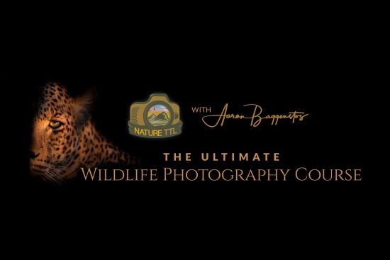 Aaron baggenstos wildlife photography course