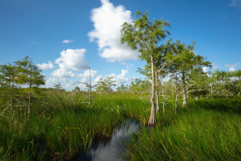 everglades national park Florida photo
