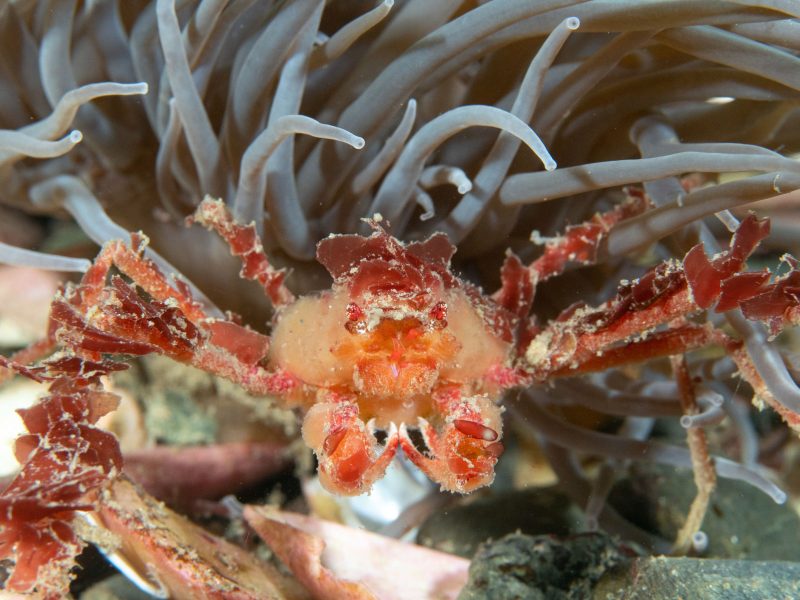 anemone crab photograph underwater photography
