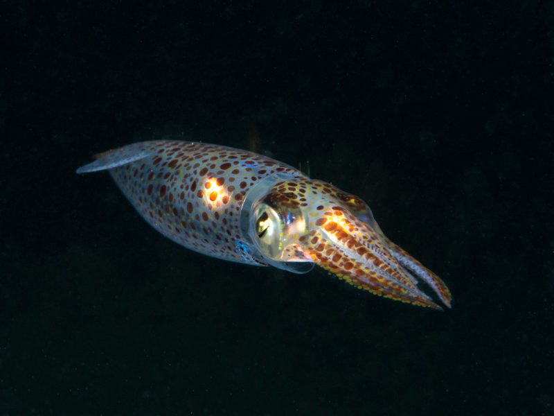 squid photograph underwater photography