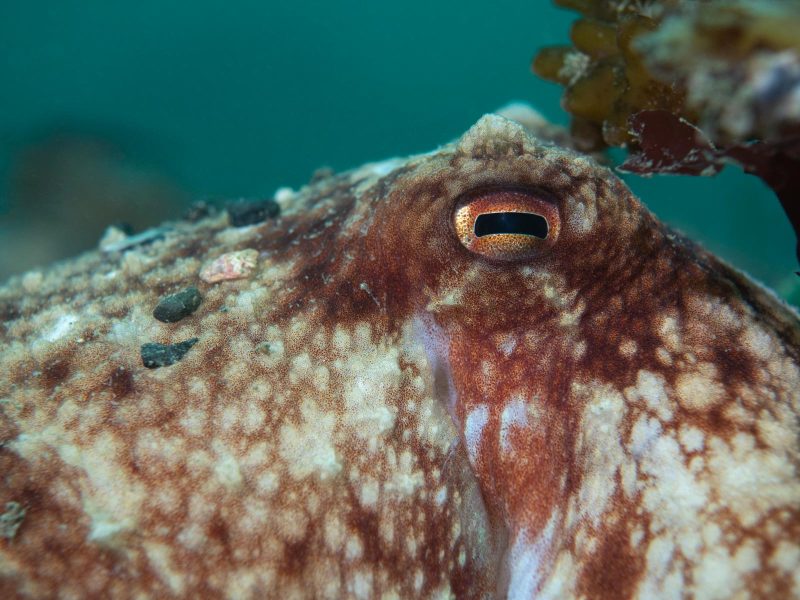 octopus photography underwater photography